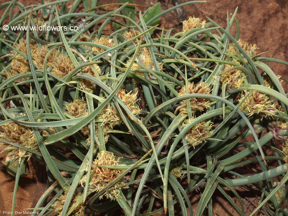 Cyperus capitatus